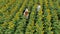 Agriculture scientists with tablet working on sunflower field. Aero Flight.