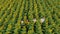 Agriculture scientists with tablet working on sunflower field. Aero Flight.