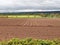 Agriculture in Scotland - freshly plowed field and rapeseed field in background - spring in Scotland
