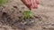 Agriculture. Senior farmer's hands with water are watering green sprout of peper. Young green seedling in soil