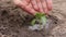 Agriculture. Senior farmer's hands with water are watering green sprout of peper. Young green seedling in soil