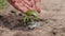 Agriculture. Senior farmer's hands with water are watering green sprout of peper. Young green seedling in soil