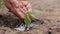 Agriculture. Senior farmer's hands with water are watering green sprout of peper. Young green seedling in soil