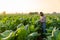 Agriculture, Senior farmer use the internet from their tablets to check the quality of tobacco leaves