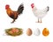 Agriculture Set. Realistic Rooster, Hen, Nest, Eggs. Vector Illustration. Farm.