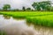 Agriculture of small rice sprout in cultivated area with reflect