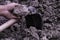 Agriculture : Soil in farmer man hands with hoe of black soil ba
