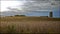 Agriculture - Soybean field ready for harvest