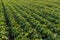 Agriculture. Soybean green plants growing in rows in cultivated field. Organic farming. Agricultural soy vegetable