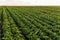 Agriculture. Soybean green plants growing in rows in cultivated field. Organic farming. Agricultural soy vegetable