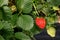 Agriculture-strawberries closeup