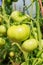 Agriculture tomato plants in greenhouse. Tomatoes plantation. Organic farming, fresh tomato plants growth in greenhouse