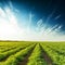 Agriculture tomatoes field in spring and sunset in blue sky