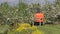 Agriculture tractor spray fertilize industrial apple garden in spring.