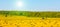 Agriculture tractor in yellow field