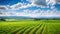 Agriculture in Tuscany, Italy. Green field and blue sky, Panoramic photo of a beautiful agricultural view with pepper and leek