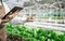 Agriculture uses production control tablets to monitor quality vegetables at greenhouse. Smart farmer using a technology for