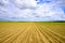 Agriculture vegetable field