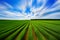 Agriculture vegetable field with motion blur