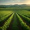 Agriculture view green field with orderly rows of vines