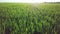 Agriculture. view from the mandrel to the green field