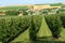Agriculture. View of rows of fruit trees and fields with different agricultural crops in the countryside.