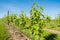 Agriculture, vineyard in spring.