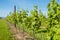 Agriculture, vineyard in spring.