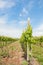 Agriculture. Vineyard in spring.