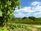 Agriculture, vineyard in spring.