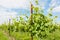 Agriculture, vineyard in spring.