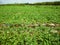 Agriculture watermelon field