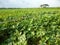 Agriculture watermelon field