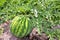 Agriculture watermelon field big fruit water melon