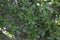 Agriculture - Weeds, Purslane Portulaca oleracea, maturing plants