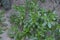 Agriculture - Weeds, Purslane Portulaca oleracea, maturing plants