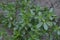 Agriculture - Weeds, Purslane Portulaca oleracea, maturing plants