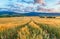 Agriculture - Wheat field