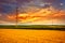 Agriculture. Wheat field landscape