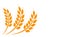 Agriculture wheat illustration design - vector