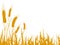 Agriculture wheat illustration for design - vector