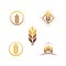 Agriculture wheat vector