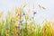 Agriculture. Wild cute weeds in field on farm, sunny summer day, along with cereal ears. Rural background