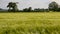 Agriculture - Wind - Crop of Barley