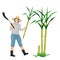 Agriculturist cartoon shape harvest sugarcane plant