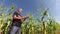 Agriculturist Checking His Corn Crop in Field