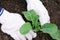 Agriculturist hands in white gloves is planting green young cabbage plant in ground on vegetable bed. Cultivation