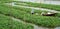 Agriculturist sitting on the boat harvesting morning glory vegetable feild on the water