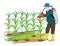 Agriculturist spray corn plant