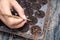 Agriculturist using wood stick sowing seed in cultivated soil on tray